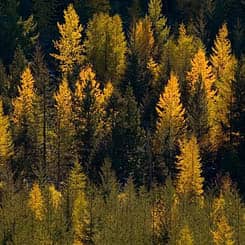 Larch Search
