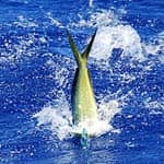 mahi