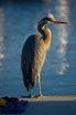 dock heron