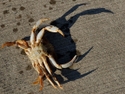 Lee Youngblood Photo