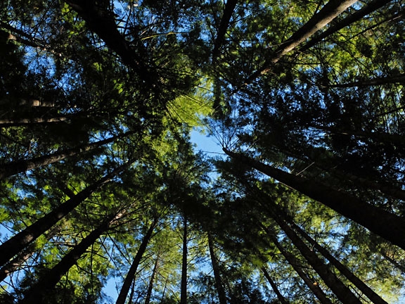 Cathedral of trees