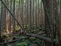 Lee Youngblood Photo