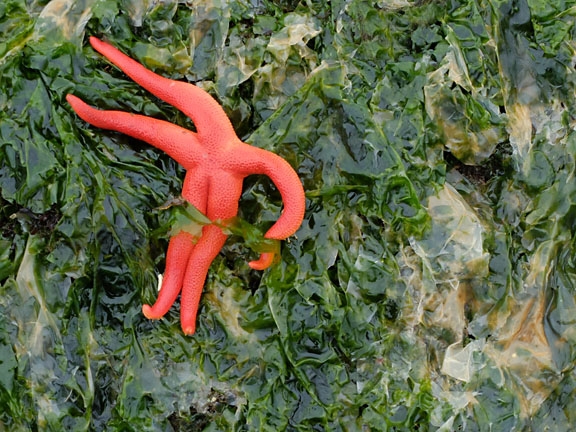 Starfish at low tide