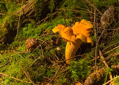 Chanterelle