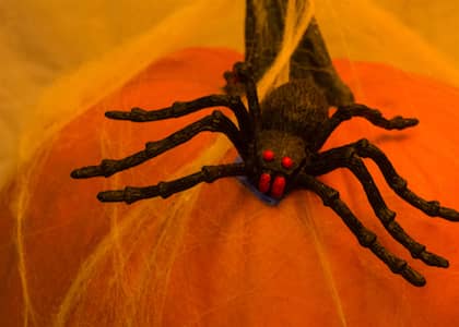 Pumpkin Spider