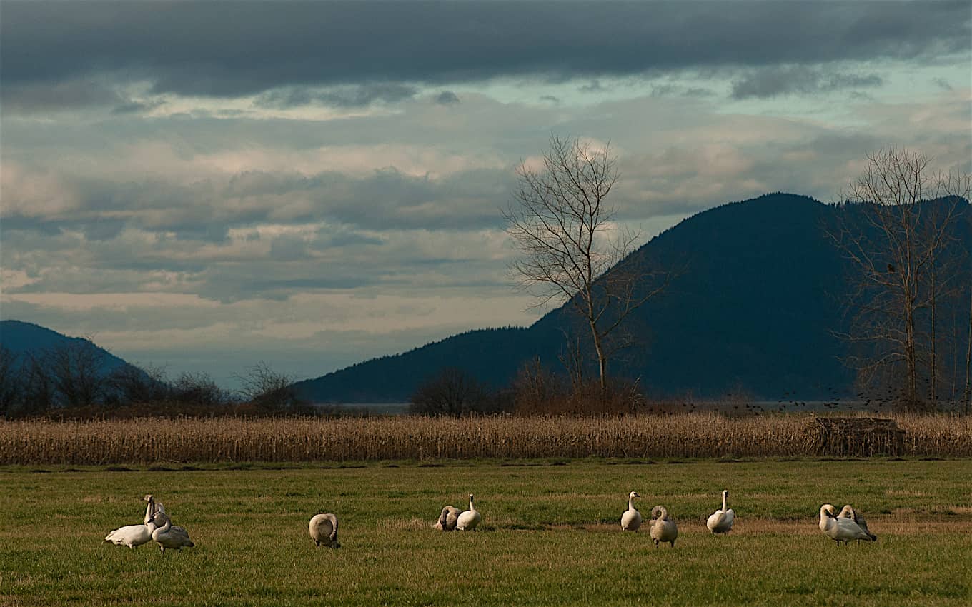 Lee Youngblood Photo