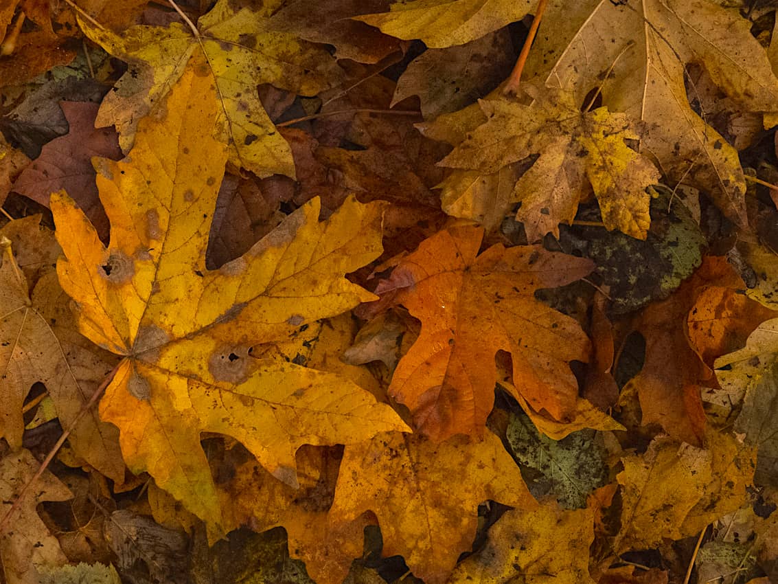 Fall Leaves