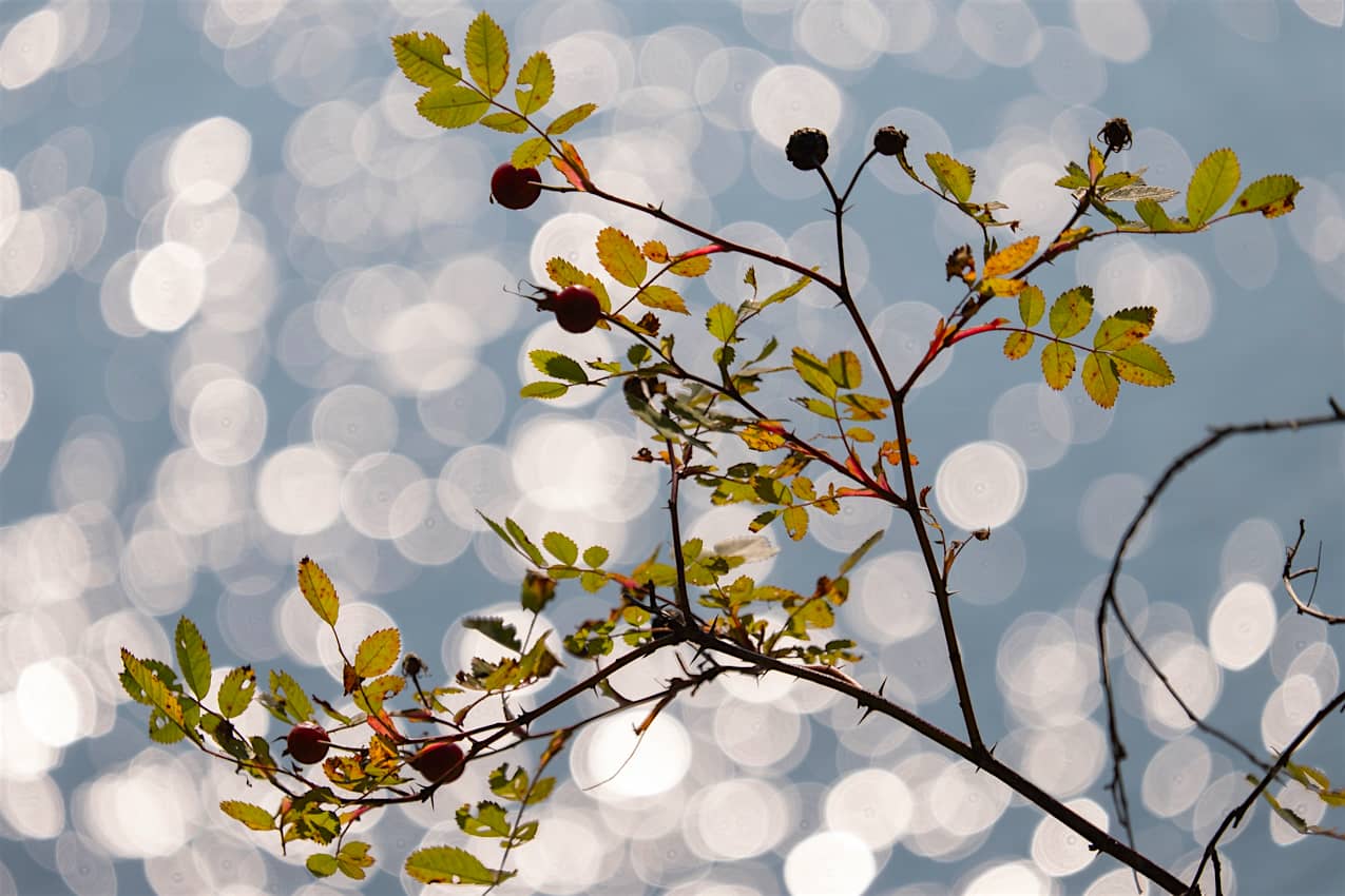 Twigs and Sunlight