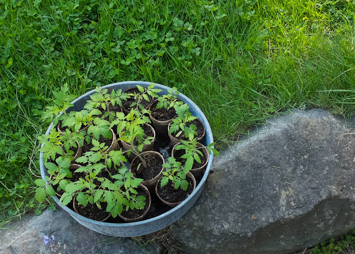 Tomato starts!