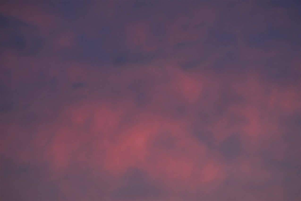 20.6.29_Magnolia
