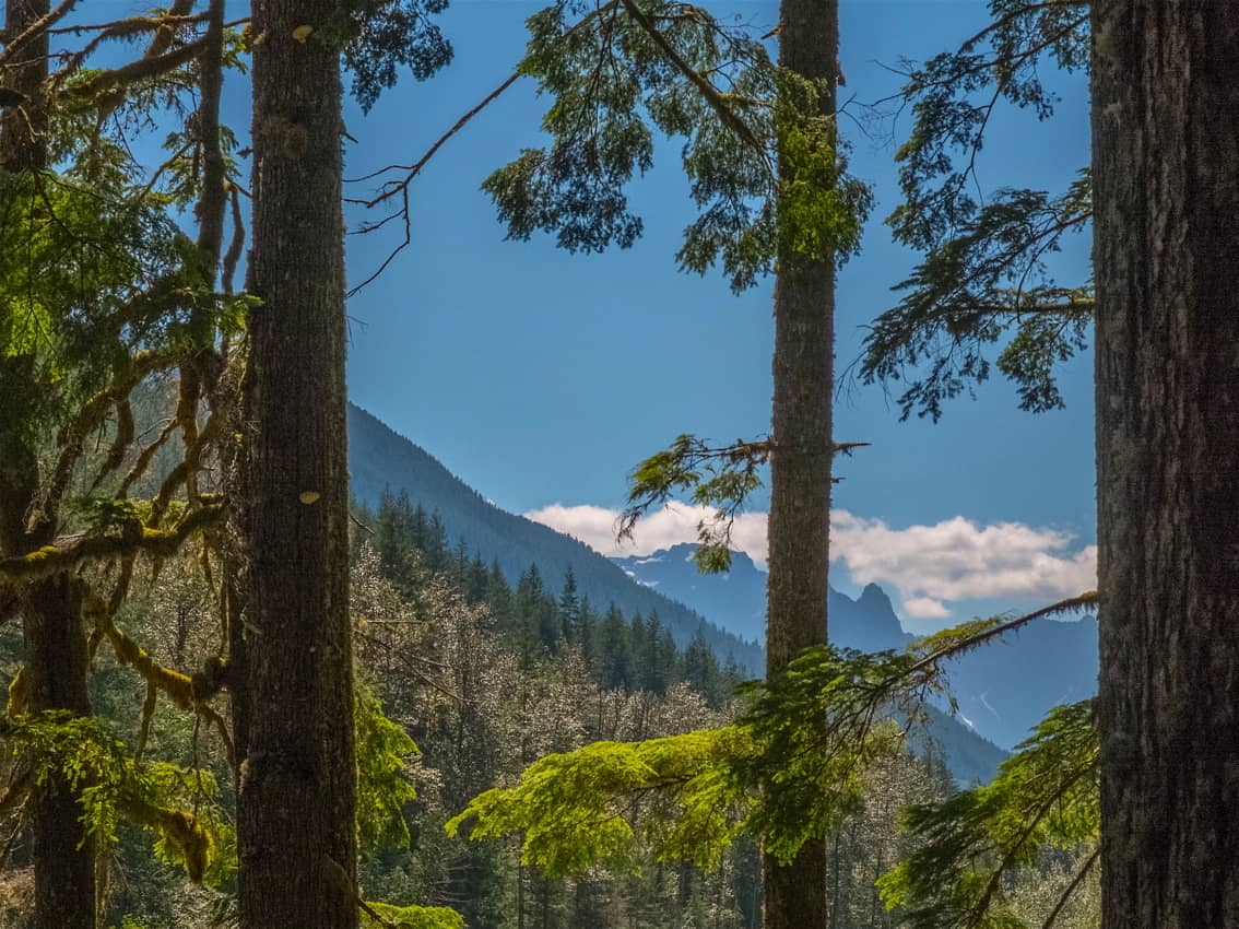 Mts. Trees n Clouds