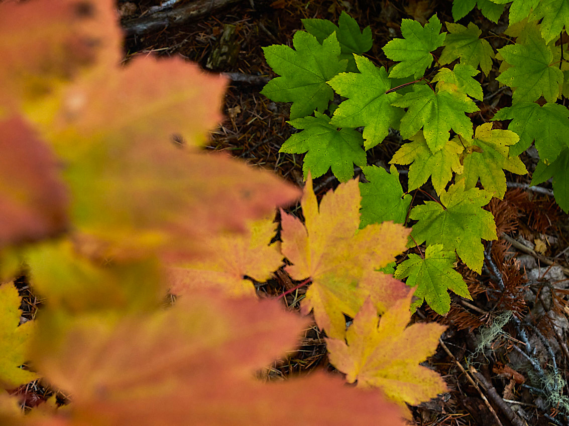 FallColors