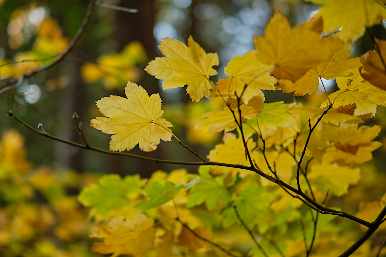 FallColors