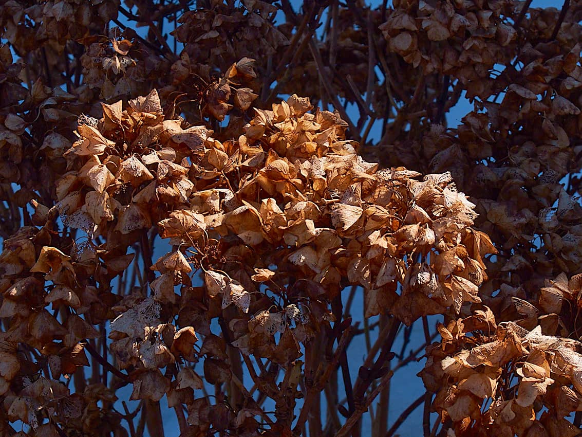 Evanston-MapleLeaf