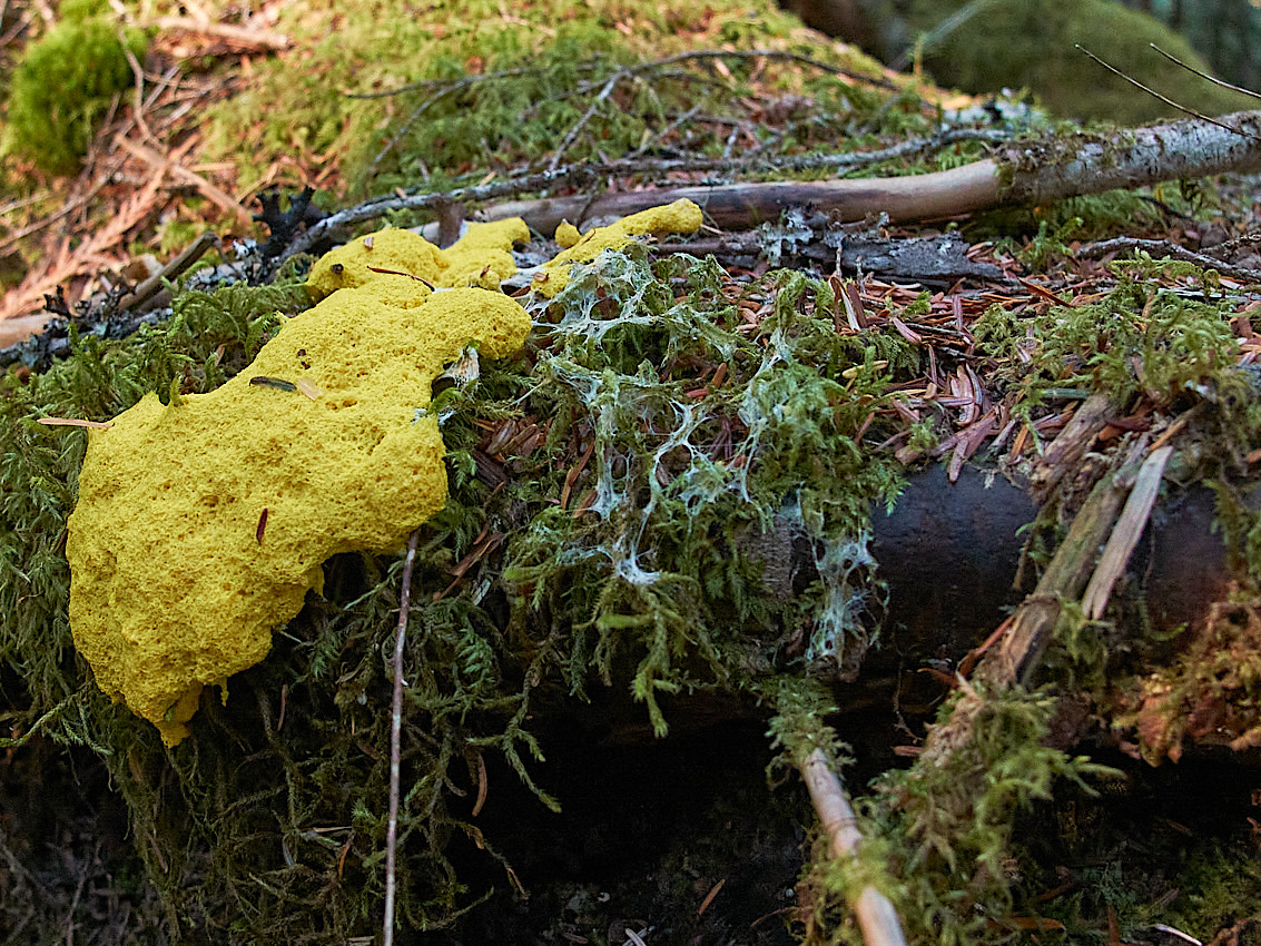 Mushroom Camping