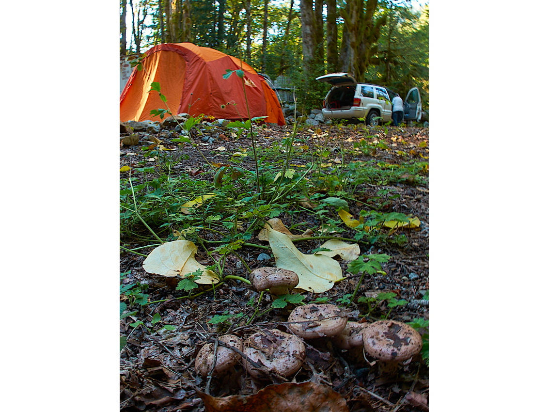 Mushroom Camping