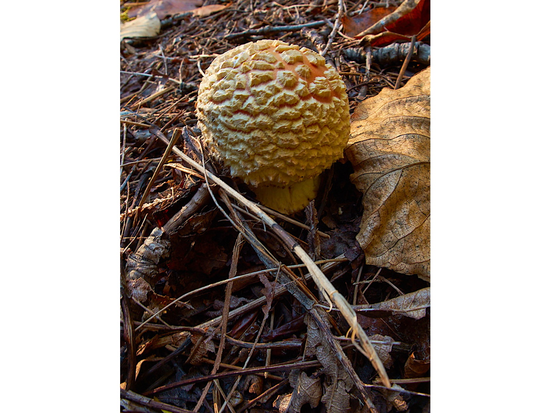 Mushroom Camping