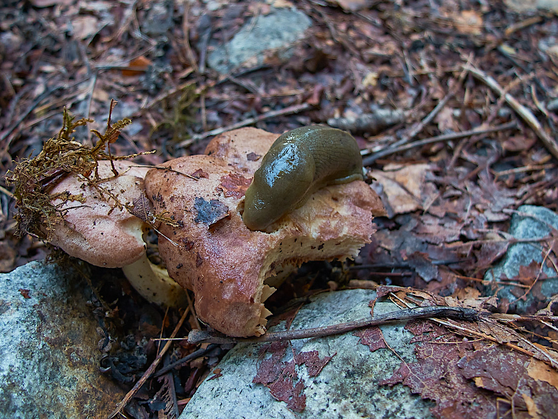 Mushroom Camping