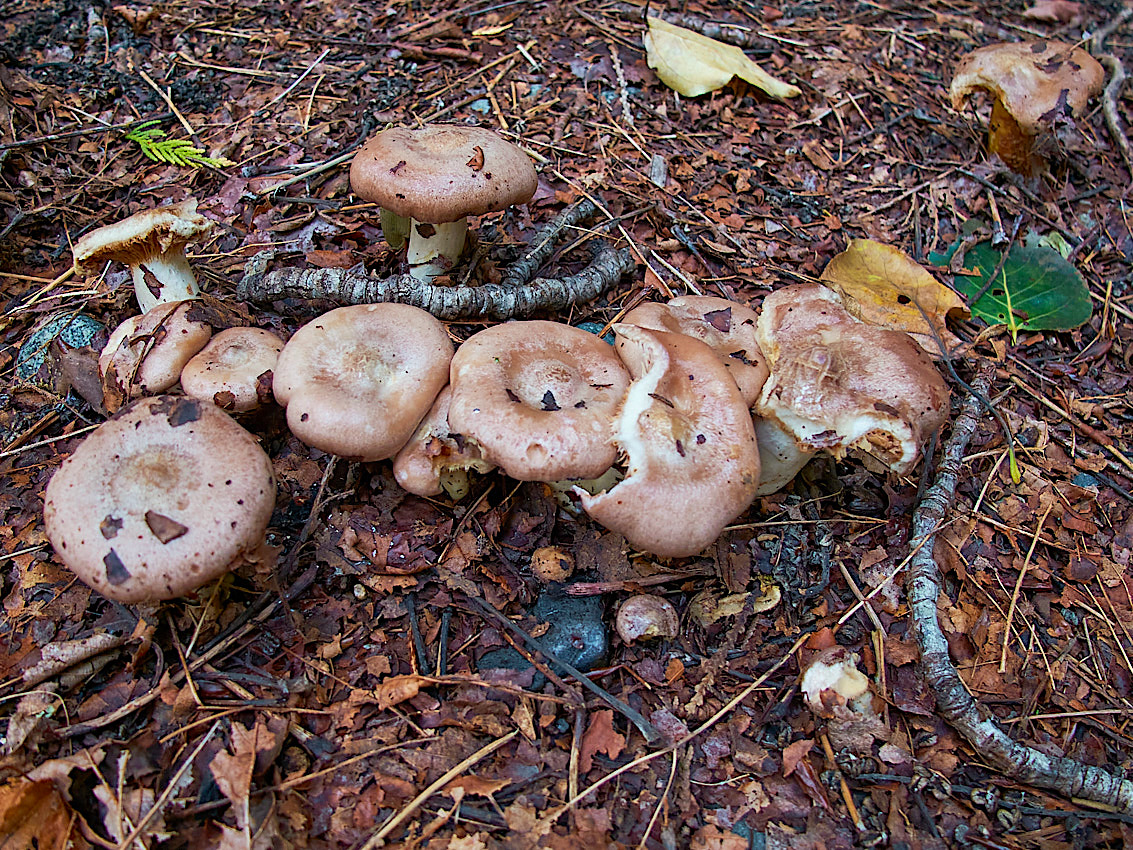 Mushroom Camping