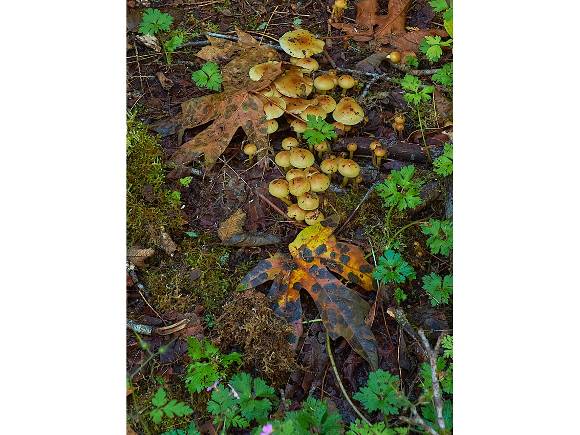 Mushroom Camping