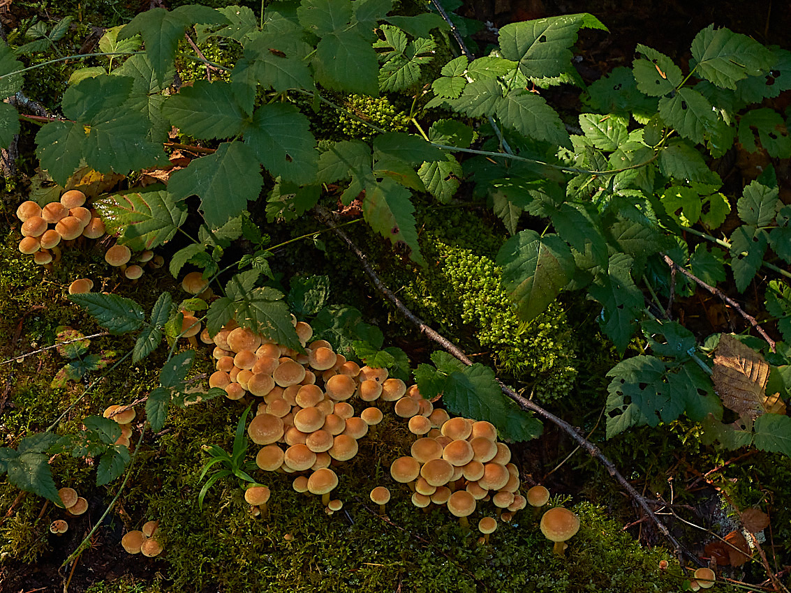 Mushroom Camping