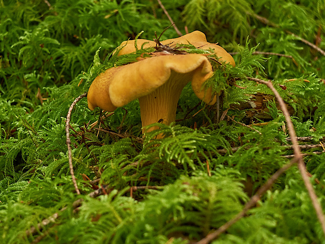 Mushroom Camping