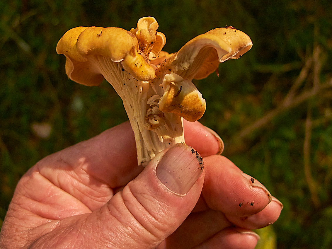 Mushroom Camping