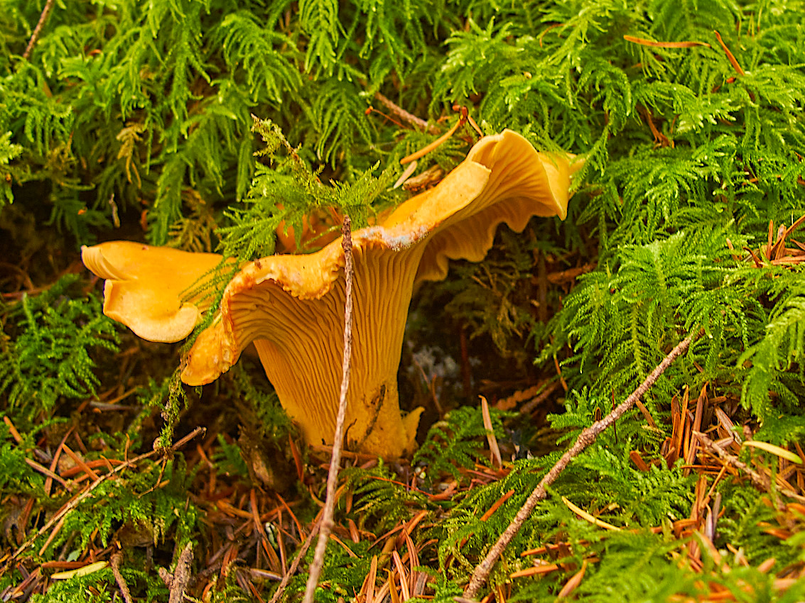 Mushroom Camping