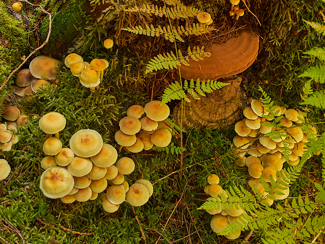 Mushroom Camping