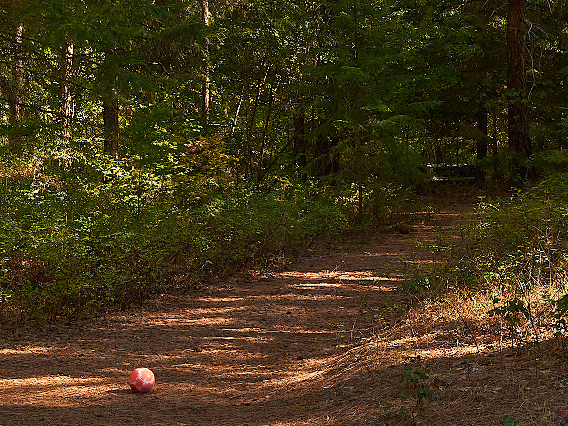 Mushroom Camping