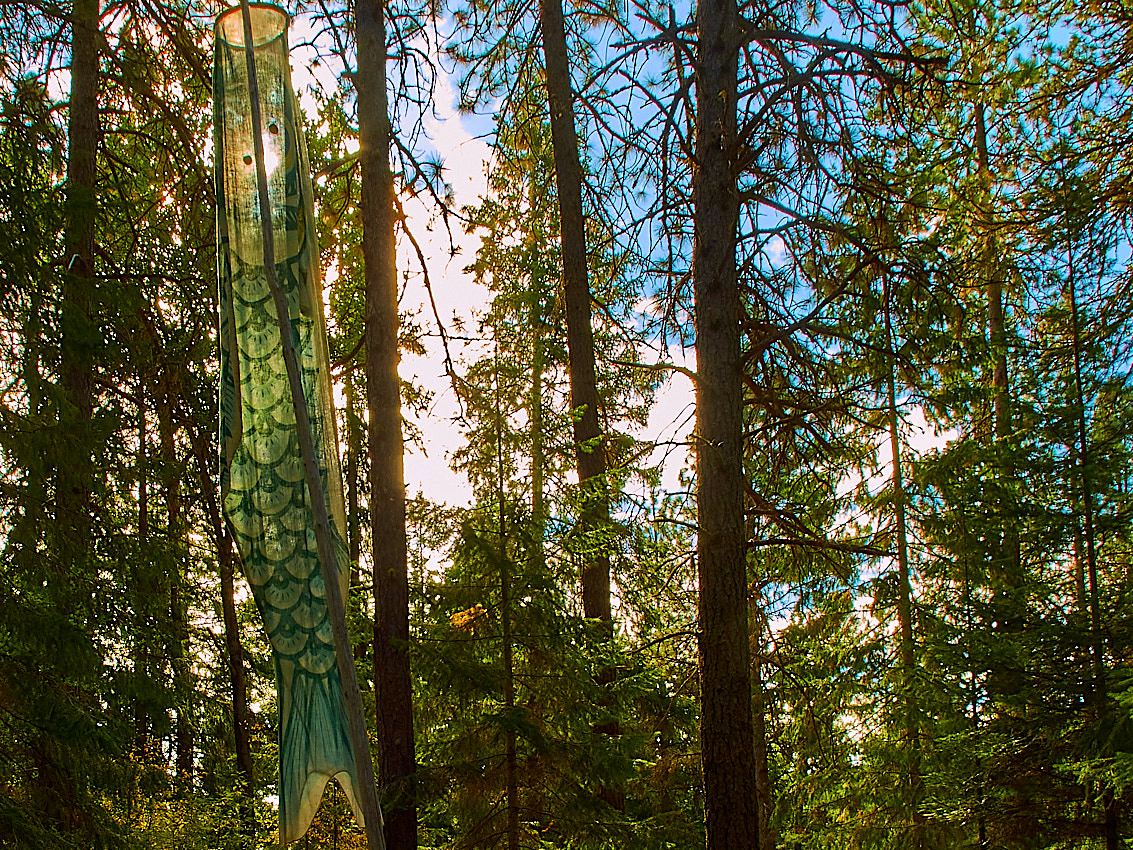 Mushroom Camping