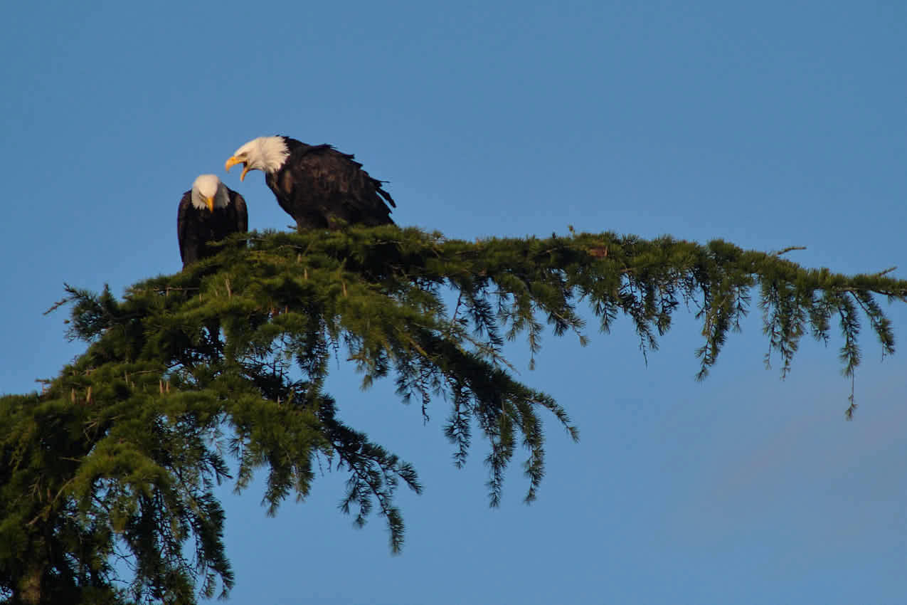 Cranky Eagles