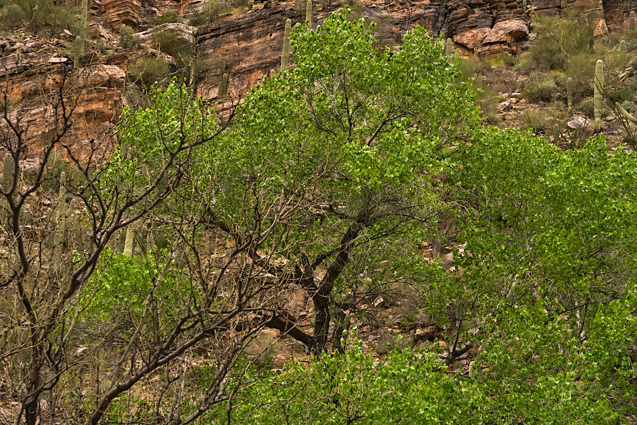 Arizona Trip