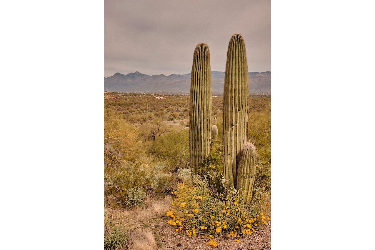 Arizona Trip