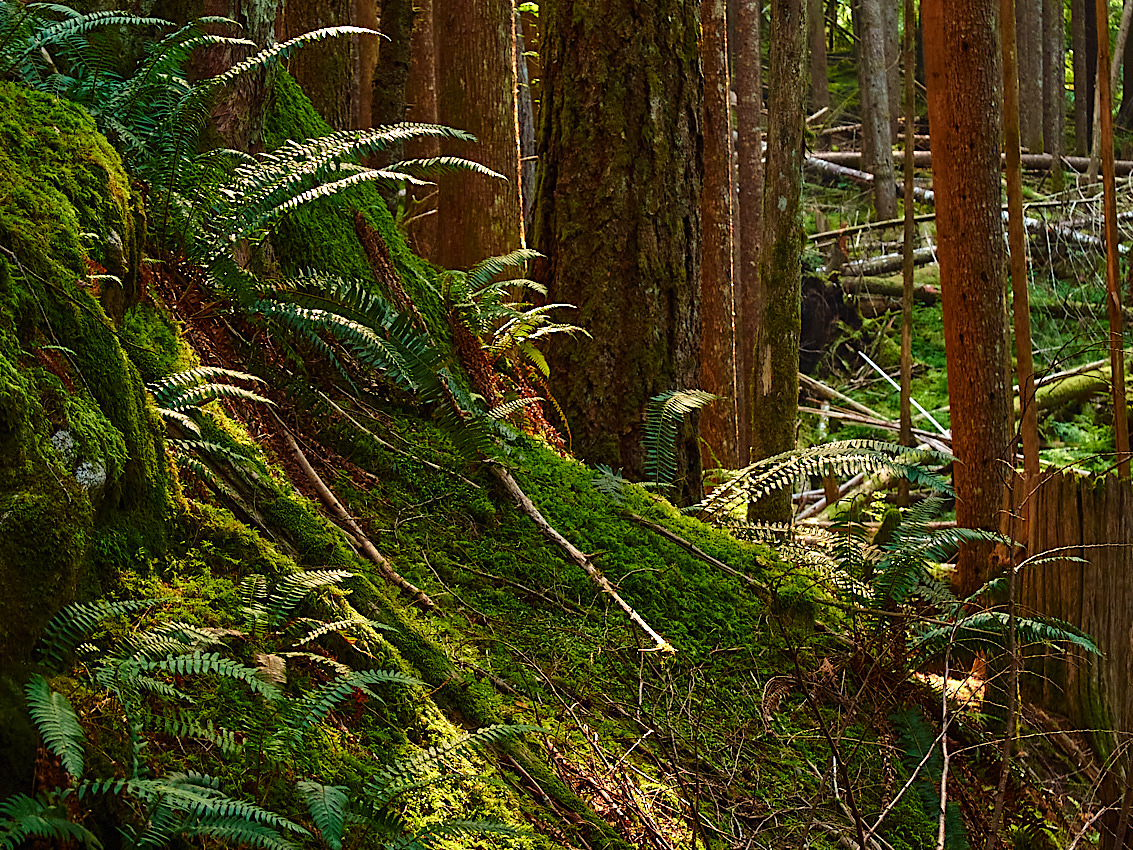 Skykomish Camp