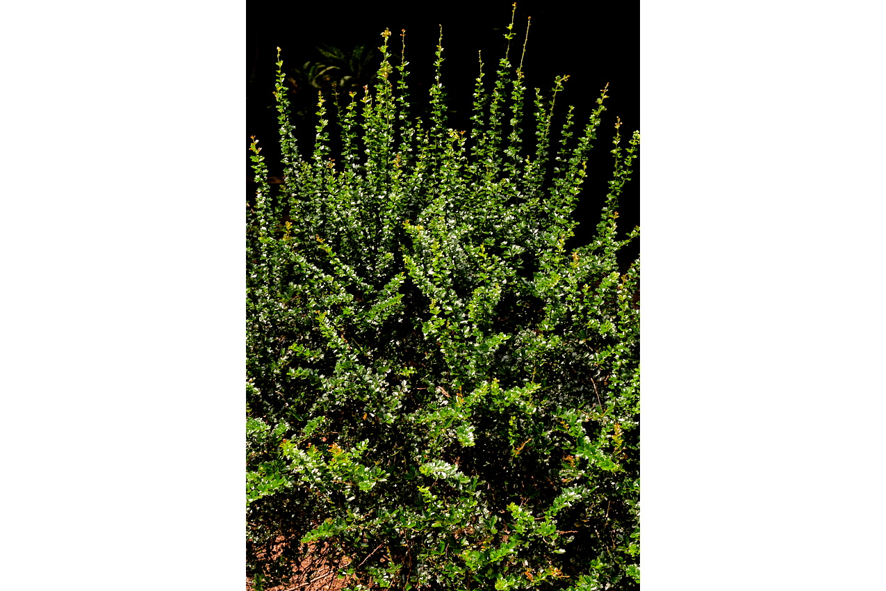 TeresaRob