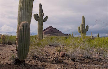 AZ Cactus