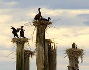 Ebby Slough